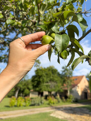  hand picks unripe pear fruits on tree