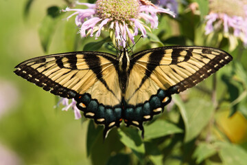 Swallowtail butterfly at Horicon National Wildlife Refuge, Wisconsin, feeding on Wild Bergamot in the early morning summer light