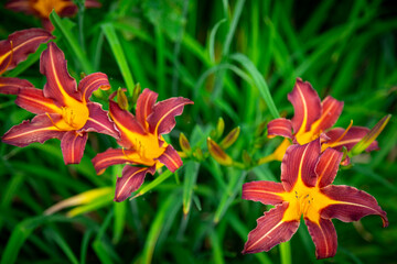 Naklejka premium Garden Red Daylily Flowers summer in Poland Europe wallpaper or background
