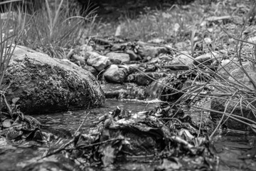 Landscapes -  Forest - Europe, Romania, Suceava region
