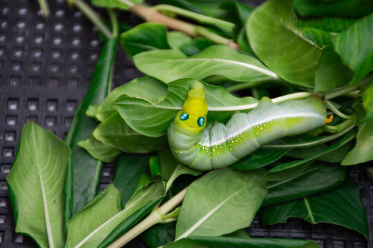 A green caterpillar of moth on leaves.