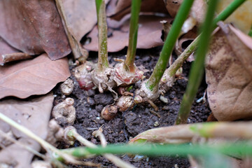 Ginger plant on soil, in home garden. Natural and organic concept, growing food, herb.