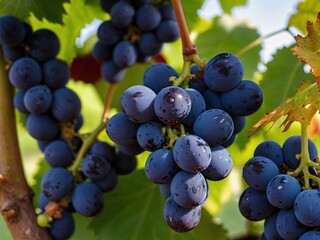 Close-up of clusters of grapes on grapevine