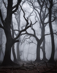 halloween woods creepy fogshrouded forest with gnarled trees