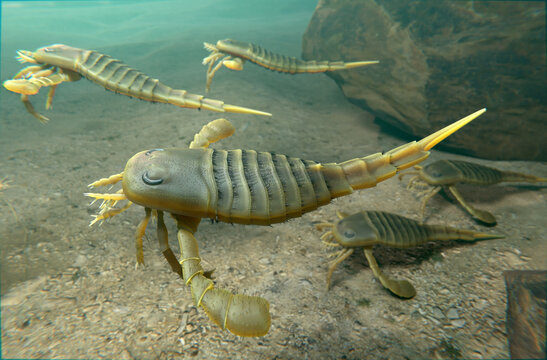 An illustration of Eurypterids (Sea Scorpions) swimming on a Silurian Period seafloor 418 million years ago.