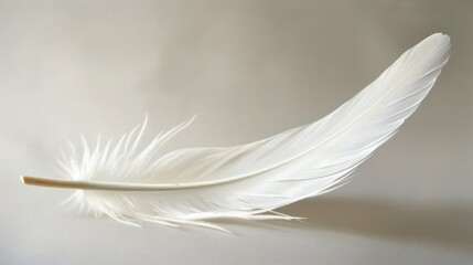 Obraz premium Single White Feather On White Background.