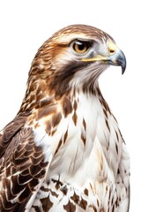 Obraz premium falcon isolated on a white background