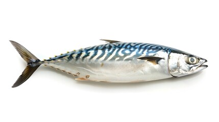 Naklejka premium Shiny Whole Mackerel on Clean White Background,Fresh and Natural Seafood