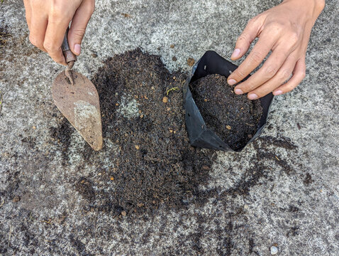 Close up hand, Gardener putting soil into polybag for planting outdoor flowers, hobbies, gardening.
