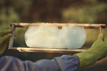 Rural and natural beekeeper, working to collect honey from hives