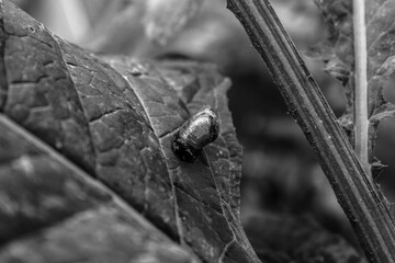 Macro  - Forest - Europe, Romania, Suceava region