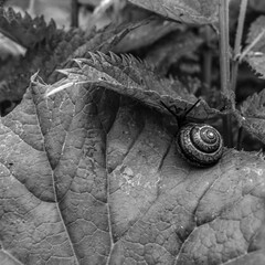 Macro  - Forest - Europe, Romania, Suceava region