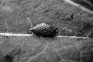 Macro  - Forest - Europe, Romania, Suceava region
