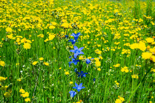 Australian bluebell on yellow dandelion flowers background.
