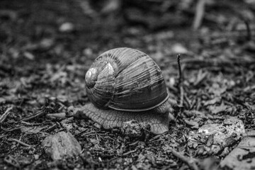 Macro  - Forest - Europe, Romania, Suceava region