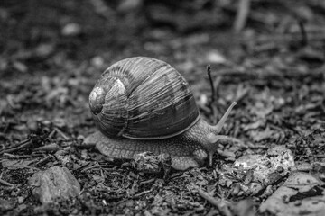 Macro  - Forest - Europe, Romania, Suceava region