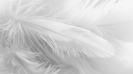 Soft and Ethereal White Feather with Delicate Structure and Velvety Texture Background