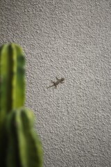 lizard on the wall with cactus