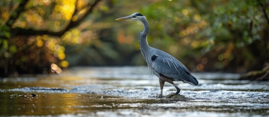 Great Blue Heron Standing in a Stream