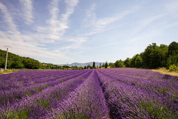 Obraz premium Lavendelfield in the french Provence
