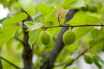Green apricots on a branch. Unripe fruits of the apricot tree.