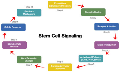 Scientific Vector Flowchart of Stem Cell Signaling, Brief Illustration for Research on White Background.