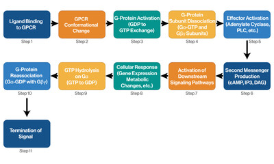 Detailed Flowchart of G Protein Coupled Receptor (GPCR) Signaling Pathway, Science Vector on White Background.
