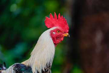 close up of a rooster