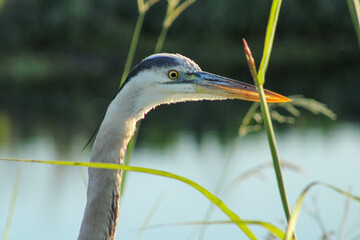 Head shot of a Great Blue Heron.
