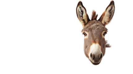 Donkey over banner transparent background