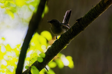 A bird sitting on a branch in the deep shade of a tree