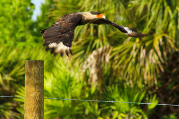 Crested Caracara flying over a barbed wire fence.