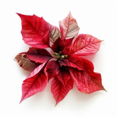 A high-quality stock image of a poinsettia flower on a white isolated background. The flower is vibrant and red, symbolizing the festive spirit of Christmas. AI generation.