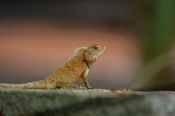 Chameleon