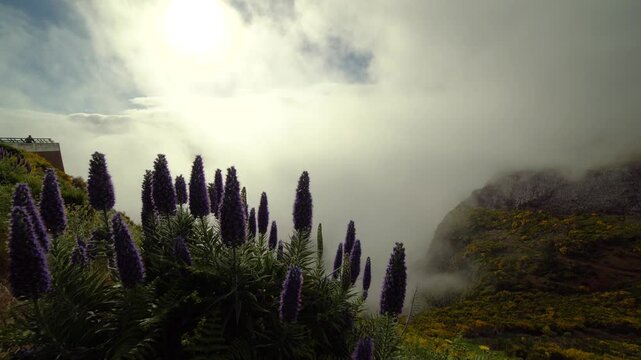 Pride of Madeira Purple Flowers on Mountain Slope and Clouds. Madeira, Portugal.