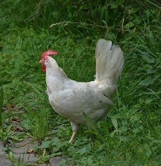 white chicken on a green background