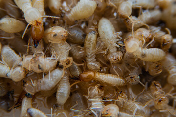 Group of the Dead small termite on isolated white background, Macro shot 
