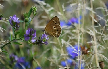 brown butterfly on blue cornflower flower in field