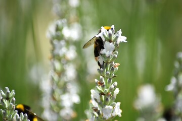 Bumblebee Sitting on Lavender Flower