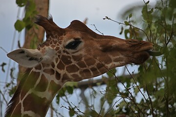 giraffe eats leaves from the top of a tree