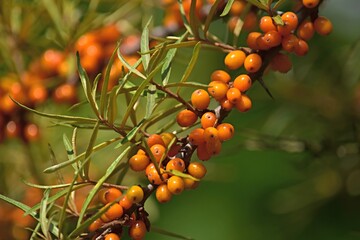 twig with ripe sea buckthorn