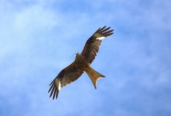 bird of prey kite flies
to the background
 blue sky 