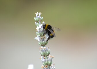 furry bumblebee collects pollen on white lavender flowers