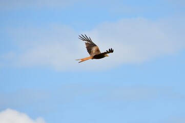 bird of prey kite flies
to the background
 blue sky and white clouds