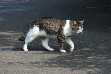 spotted cat walks on the asphalt