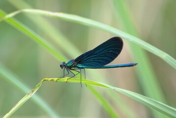 Blue dragonfly brilliant beauty Calopteryx splendens on a green blade of grass