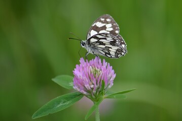 spotted butterfly on clover flower