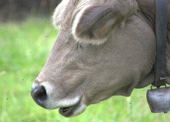 portrait of a cow with a bell around her neck