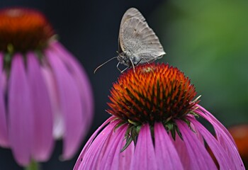 butterfly on a flower with lilac petals