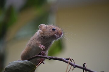 little mouse on a tree branch